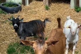 Goats at Eden House Community Link which has benefit from the Persimmon Homes Community Champion scheme.