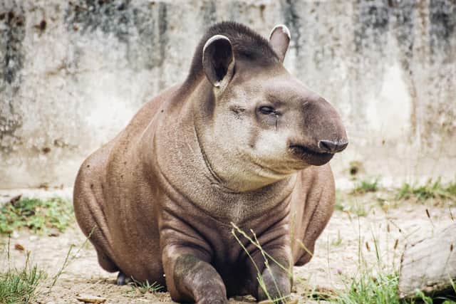 A Taper will be joining the Wildlife Park.