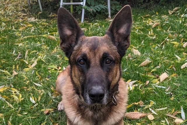 Police dog Kai was the hero of the hour after capturing a teen who led officers on a 110mph chase.