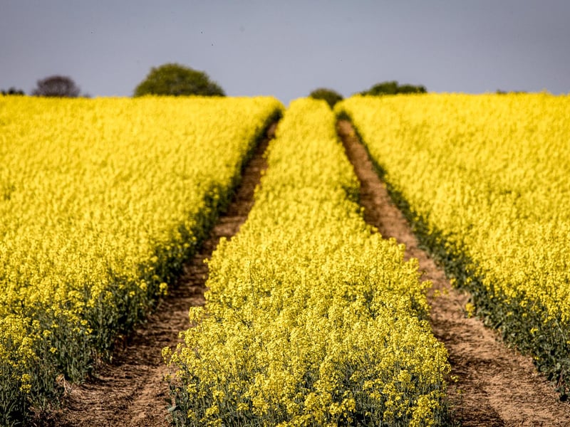 Sunshine and bright yellow fields in Tickhill.