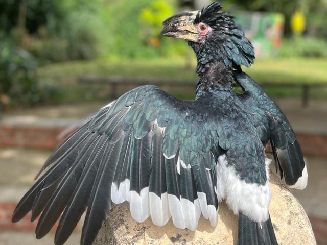 Amazing Animal Antics Show at Tropical Butterfly House.