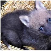 One of the cute wolf pups born at Yorkshire Wildlife Park.