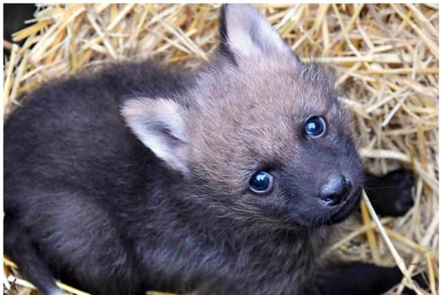 One of the cute wolf pups born at Yorkshire Wildlife Park.