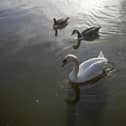 Dead swans have been found at Doncaster's Cusworth Hall.