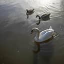 Dead swans have been found at Doncaster's Cusworth Hall.