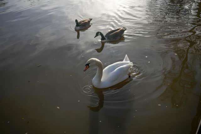 Dead swans have been found at Doncaster's Cusworth Hall.
