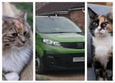 Daisy and Poppy were reunited with their owner after stowing away in a Green Thumb van.