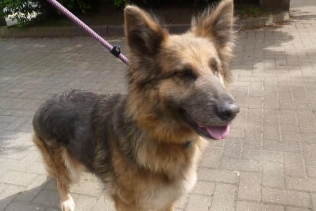 Tally was underweight and her right ear was crooked and inflamed with a severe ear infection.