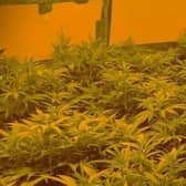 Police discovered the cannabis farm after a raid by immigration officers.