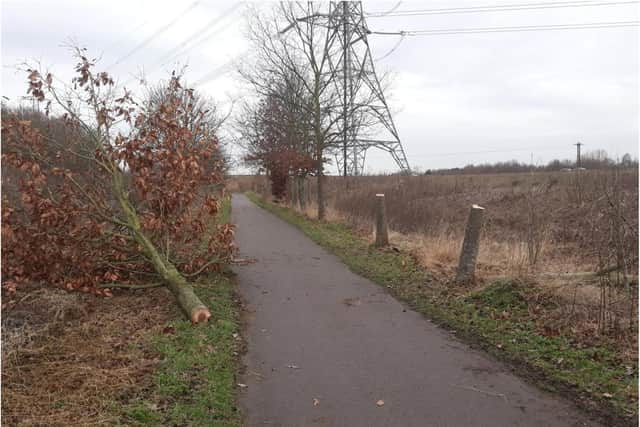 A number of trees have been felled in Doncaster by 'professional' vandals.