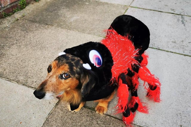 Dexter (the reluctant sausage dog spider) - Posbrooke Road