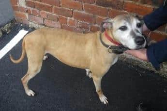 Angel after she was rescued
