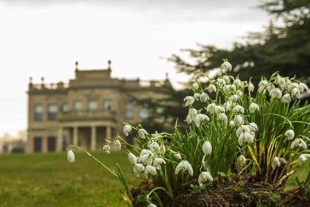 Snowdrops at Brodsworth Hall near Doncaster. Picture Tony Johnson
