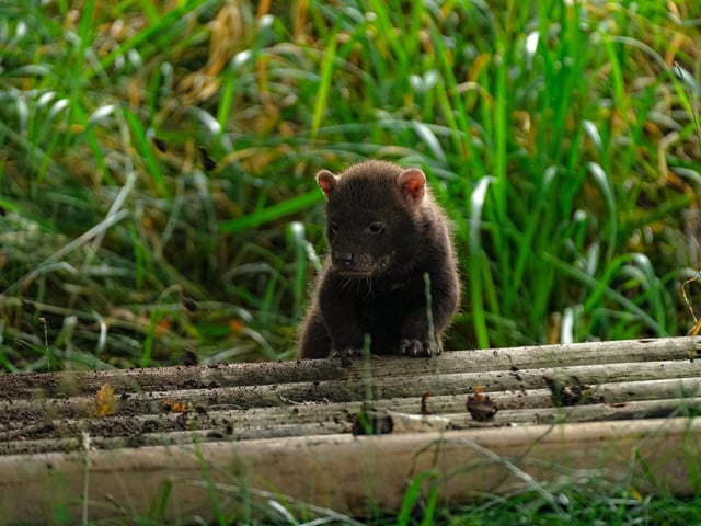 Just as autumn arrived, so did the reveal of a new litter of rare bush dog pups.
