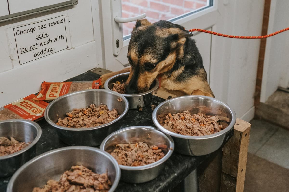 Dog Rescue Food Doncaster rescue dog charity receives hand delivered food packages