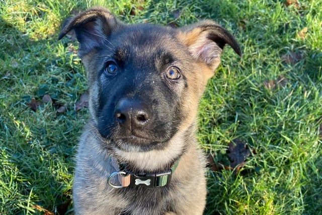Hulk is a nine week old German Shepherd puppy, who has just come to Lancashire Constabulary from Greater Manchester Police. He lives at home with his handler and has just started his police training. If all goes well Hulk should be working as a fully-qualified police dog by the end of this year.