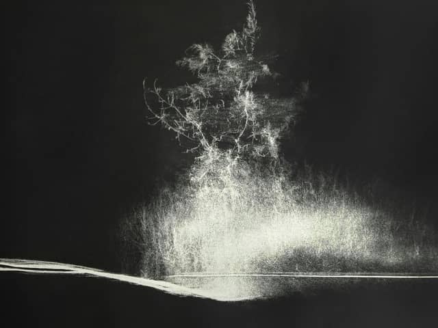 Standing Ash by Tracy Hill, 2017