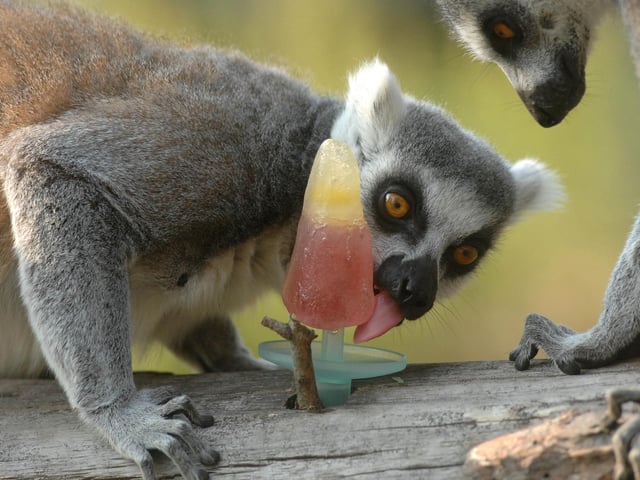 As temperatures climbed to 28 degrees in Doncaster, the animals welcomed some refreshing treats to help them stay cool during the first heatwave of the year. The lemurs enjoyed special fruit ice lollies, which they quickly devoured.