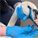 The swan was rescued after being found with a hook wedged in its face.