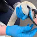 The swan was rescued after being found with a hook wedged in its face.