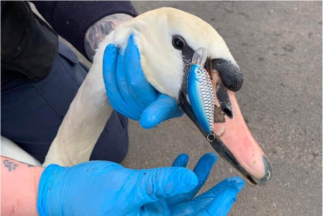 The swan was rescued after being found with a hook wedged in its face.