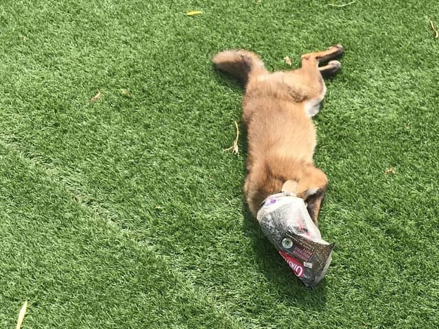 A fox injured by litter. Credit: RSPCA