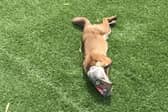 A fox injured by litter. Credit: RSPCA