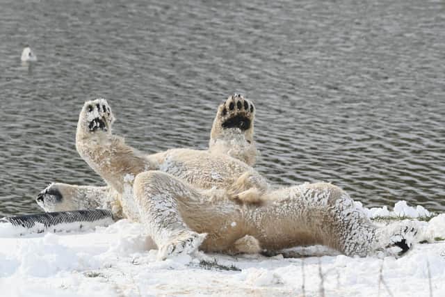 Yorkshire Wildlife Park.
Polar Bears enjoy the snowy weather. Picture: Acquire Images