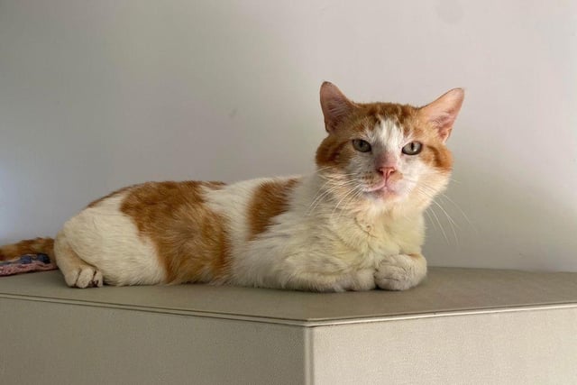 Another quiet boy, five year old Turbo isn't fond of catteries - they're simply too hectic for him. He needs peace, quiet and understanding owners - give him this and he'll repay your kindness with lots of love.;