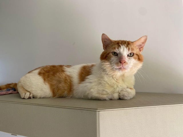 Another quiet boy, five year old Turbo isn't fond of catteries - they're simply too hectic for him. He needs peace, quiet and understanding owners - give him this and he'll repay your kindness with lots of love.;