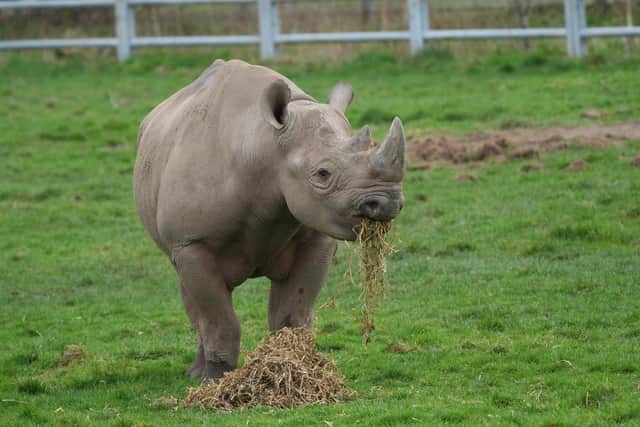 Veteran Jasper, 33, was put down on Thursday after succumbing to old age.