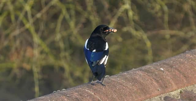A very greedy magpie in Keith Lindley’s back garden in Barnby Dun. If you have a picture you would like to share with our readers then please get in touch. Email editorial@doncastertoday.co.uk