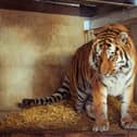 Altai is settling into his new home in Doncaster.