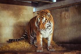 Altai is settling into his new home in Doncaster.