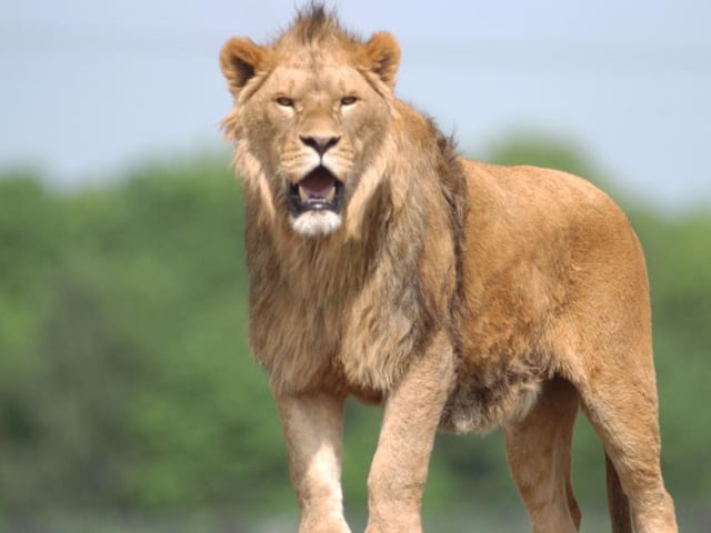 The Yorkshire Wildlife Park is full of animals from around the world. The incredible collection of animals makes it one of the most popular attractions in Doncaster.