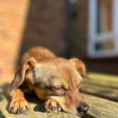 Is your dog feeling down in the dumps? Animal News Agency