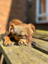 Is your dog feeling down in the dumps? Animal News Agency