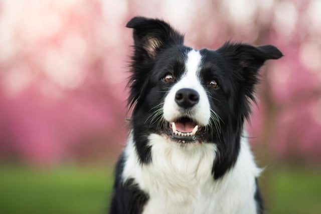 Borders Collies are known for their instincts and working ability, and are regarded as intelligent and easy to train dogs (Photo: Shutterstock)