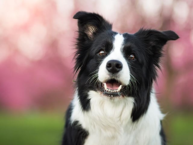Borders Collies are known for their instincts and working ability, and are regarded as intelligent and easy to train dogs (Photo: Shutterstock)