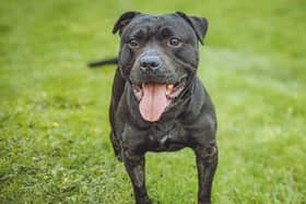 10 years old, Staffordshire Bull Terrier. This gentle giant is affectionate, playful and a big bundle of joy who will suit any family who is looking for a slightly older dog with lots of love to give.