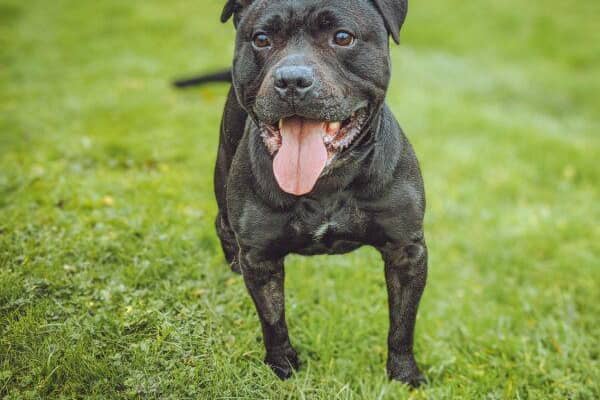 10 years old, Staffordshire Bull Terrier. This gentle giant is affectionate, playful and a big bundle of joy who will suit any family who is looking for a slightly older dog with lots of love to give.