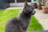 Katie Singleton sent us this lovely picture of her special boy Oscar keeping a look out on the picnic table