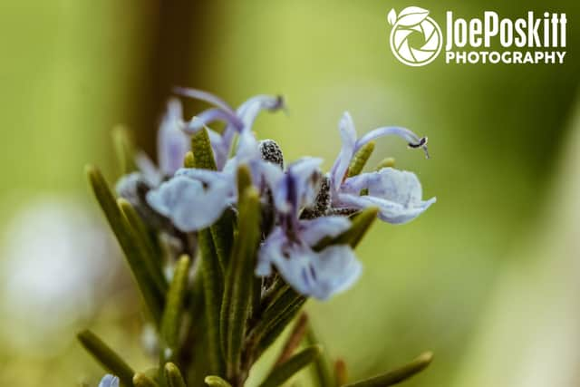 Garden flower by Joe Poskitt.