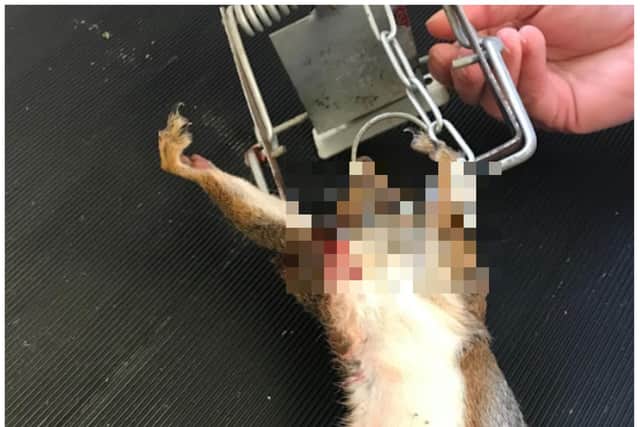 A Doncaster pensioner was found guilty of illegally trapping and drowning squirrels at his home. (Photo: RSPCA)