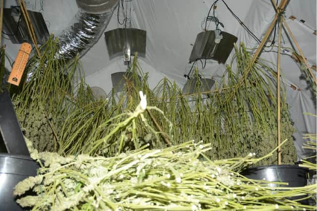 Cannabis flowering heads drying out