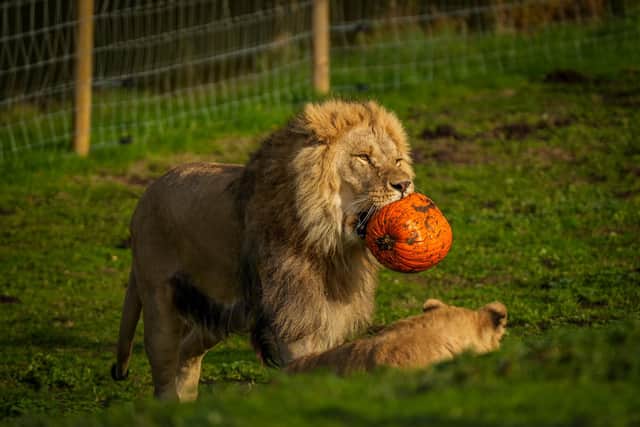 Lions at Yorkshire Wildlife Park have been enjoying Halloween treats.