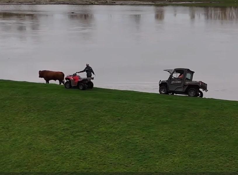 Video: Drone footage captures cow rescued from River Don flooding