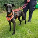 A forever home is being sought for Pepper.
