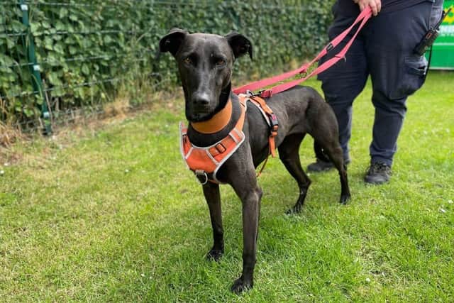 A forever home is being sought for Pepper.