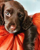 Who can resist those big brown puppy eyes...not Melissa Jane Farnworth. She sent in this beautiful image of her best pal Olive. What a sweetie!